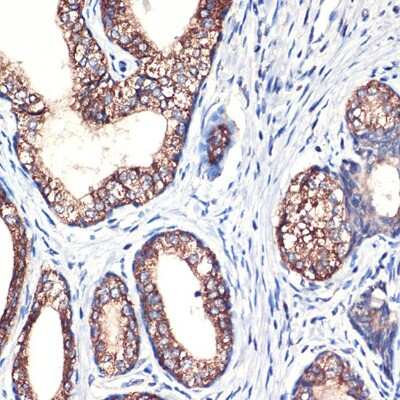 Immunohistochemistry-Paraffin: ARG2 Antibody (1Y5U3) [NBP3-15697]