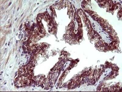 Immunohistochemistry: ARG2 Antibody (OTI3G5) [NBP2-46539]