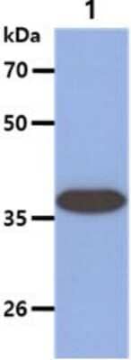 Western Blot: ARG2 Antibody (7F8)BSA Free [NBP2-59406]