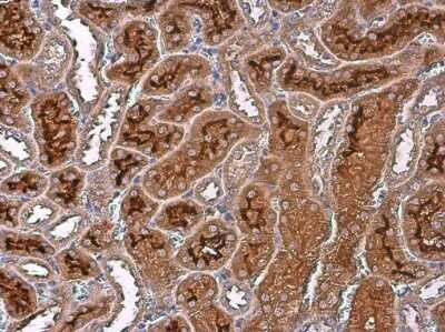 Immunohistochemistry-Paraffin: ARG2 Antibody (GT11111) [NBP3-13616]