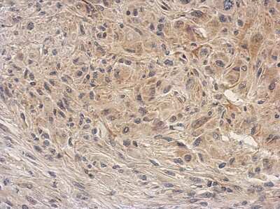 Immunohistochemistry-Paraffin: ARG2 Antibody [NBP2-15445]