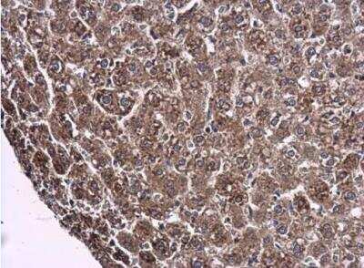 Immunohistochemistry-Paraffin: ARG2 Antibody [NBP2-15446]