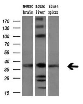 Western Blot: ARG2 Antibody (OTI3G5)Azide and BSA Free [NBP2-70205]