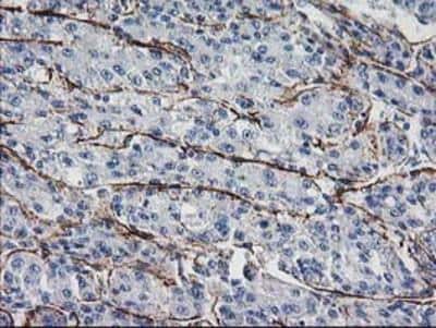 Immunohistochemistry-Paraffin: ARH Antibody (OTI7E11) [NBP2-01435]