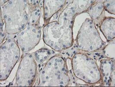 Immunohistochemistry-Paraffin: ARH Antibody (OTI7E11) [NBP2-01435]