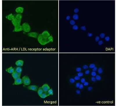 Immunocytochemistry/ Immunofluorescence: ARH Antibody [NB100-1276]