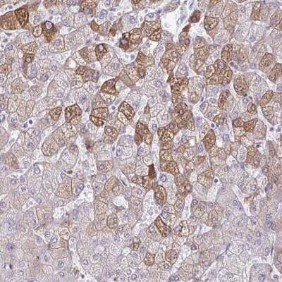 Immunohistochemistry-Paraffin: ARH Antibody [NBP2-48959]