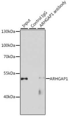 Western Blot: ARHGAP1 AntibodyAzide and BSA Free [NBP2-92692]