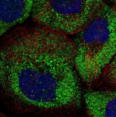 Immunocytochemistry/ Immunofluorescence: ARHGAP11A Antibody [NBP1-93658]