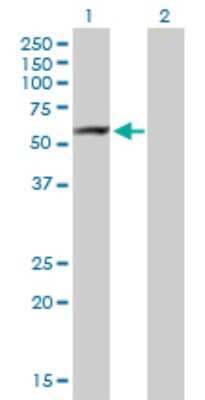 Western Blot: ARHGAP15 Antibody [H00055843-B01P]