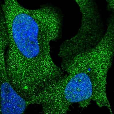 Immunocytochemistry/ Immunofluorescence: ARHGAP17 Antibody [NBP1-83870]