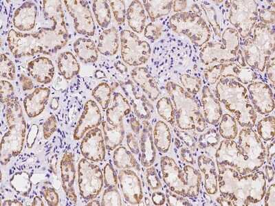 Immunohistochemistry-Paraffin: ARHGAP22 Antibody [NBP2-97913]