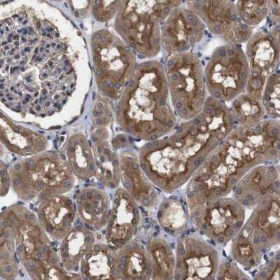 Immunohistochemistry-Paraffin: ARHGAP24 Antibody [NBP1-84161]