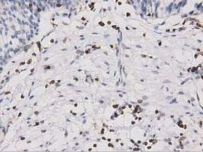 Immunohistochemistry: ARHGAP25 Antibody (OTI2D5) - Azide and BSA Free [NBP2-71508]