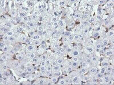 Immunohistochemistry: ARHGAP25 Antibody (OTI2D5) - Azide and BSA Free [NBP2-71508]