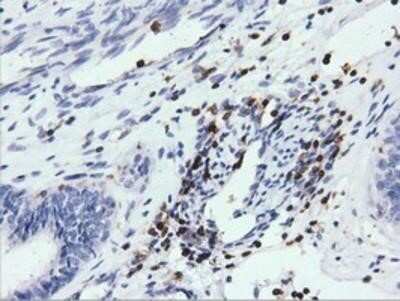 Immunohistochemistry-Paraffin: ARHGAP25 Antibody (OTI2D5) [NBP2-03024]