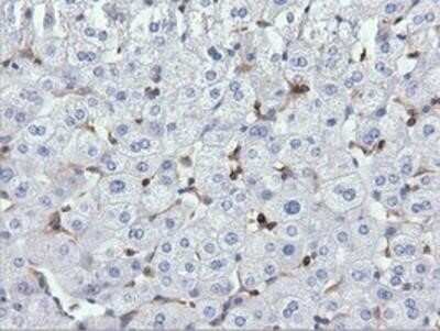 Immunohistochemistry-Paraffin: ARHGAP25 Antibody (OTI2D5) [NBP2-03024]