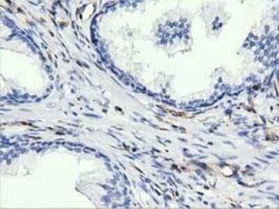 Immunohistochemistry-Paraffin: ARHGAP25 Antibody (OTI2D5) [NBP2-03024]