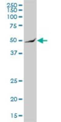 Western Blot: ARHGAP25 Antibody [H00009938-B01P]