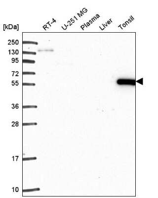 Western Blot: ARHGAP27 Antibody [NBP2-55668]