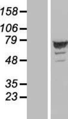 Western Blot: ARHGAP27 Overexpression Lysate [NBP2-04624]