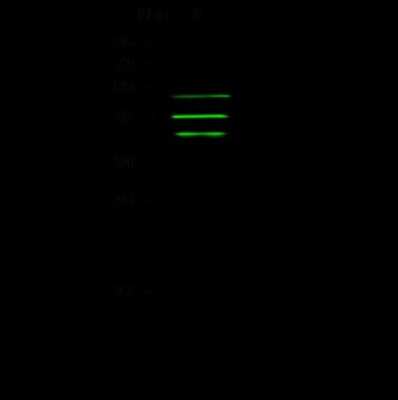 Western Blot: ARHGAP28 Antibody [NBP2-99176]