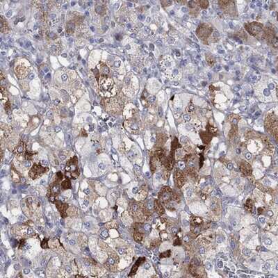 Immunohistochemistry-Paraffin: ARHGAP36 Antibody [NBP3-17213]