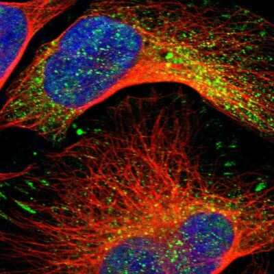 Immunocytochemistry/ Immunofluorescence: ARHGAP4 Antibody [NBP1-88528]