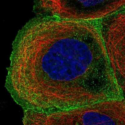 Immunocytochemistry/ Immunofluorescence: ARHGAP40 Antibody [NBP1-94112]