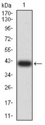 Western Blot: ARHGAP42 Antibody (2F1A7)BSA Free [NBP2-61675]