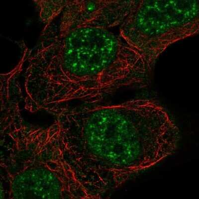 Immunocytochemistry/ Immunofluorescence: ARHGAP42 Antibody [NBP1-93869]