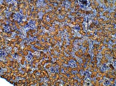 Immunohistochemistry-Paraffin: ARHGAP44 Antibody [NBP3-12288]