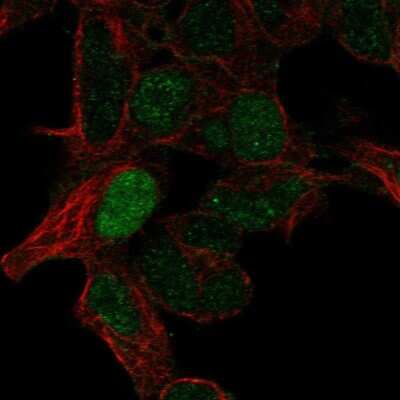 Immunocytochemistry/ Immunofluorescence: ARHGAP8 Antibody [NBP2-57680]