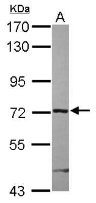 Western Blot: ARHGAP9 Antibody [NBP2-15454]