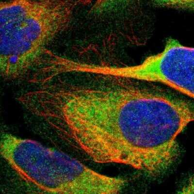 Immunocytochemistry/ Immunofluorescence: ARHGEF1 Antibody [NBP1-82843]