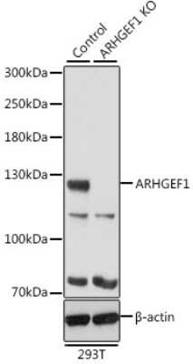 Knockout Validated: ARHGEF1 Antibody - Azide and BSA Free [NBP2-92963]