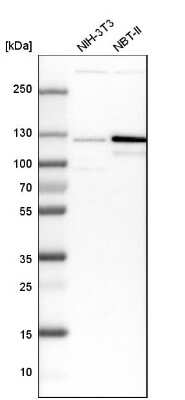 Western Blot: ARHGEF1 Antibody [NBP1-82843]