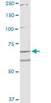 Western Blot: ARHGEF10 Antibody (6G5) [H00009639-M02]