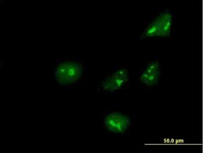Immunocytochemistry/ Immunofluorescence: ARHGEF10 Antibody [H00009639-B01P]