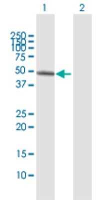 Western Blot: ARHGEF10 Antibody [H00009639-D01P]