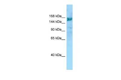 Western Blot: ARHGEF10 Antibody [NBP3-10680]