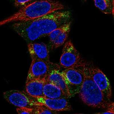 Immunocytochemistry/ Immunofluorescence: ARHGEF10L Antibody [NBP1-90432]