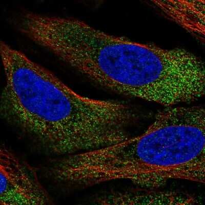 Immunocytochemistry/ Immunofluorescence: ARHGEF10L Antibody [NBP1-90433]