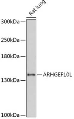 Western Blot: ARHGEF10L AntibodyAzide and BSA Free [NBP2-92175]