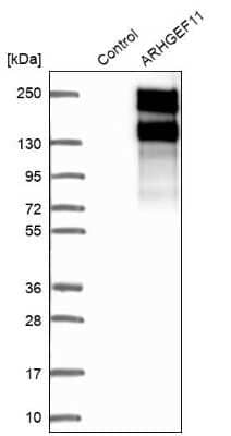 Western Blot: ARHGEF11 Antibody [NBP1-83312]