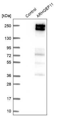 Western Blot: ARHGEF11 Antibody [NBP1-83314]