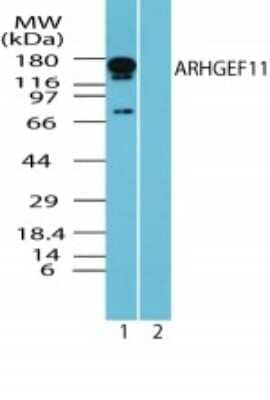 Western Blot: ARHGEF11 Antibody [NBP2-24517]