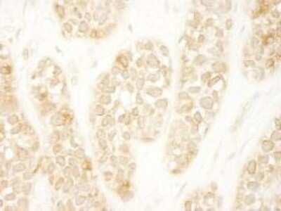 Immunohistochemistry-Paraffin: ARHGEF16 Antibody [NBP1-06499]