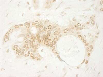 Immunohistochemistry-Paraffin: ARHGEF16 Antibody [NBP1-06499]