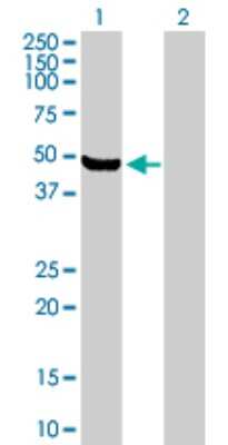 Western Blot: ARHGEF16 Antibody [H00027237-B01P]